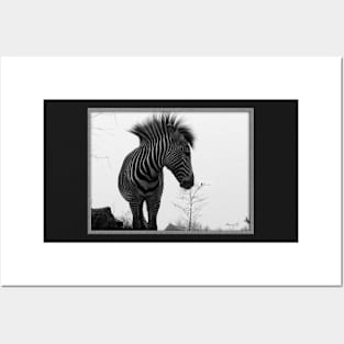 Zebra Portrait Posters and Art